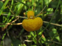 Calceolaria polyrhiza