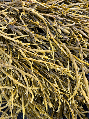 Knotted Wrack