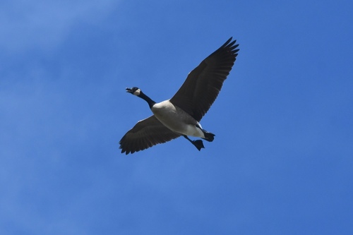 Canada Goose
