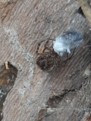 Theridiidae
