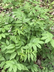 Filipendula ulmaria