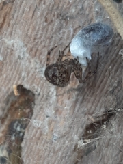 Theridiidae