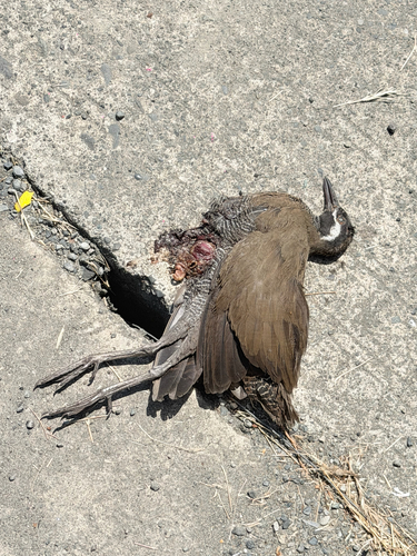 Gallirallus torquatus observed 2026-10-05