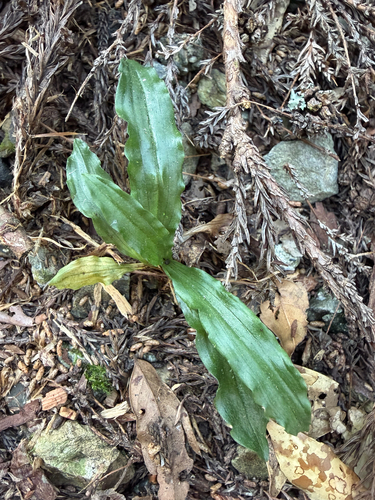 Calanthe arcuata observed 2026-10-04