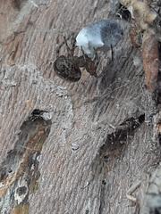 Theridiidae