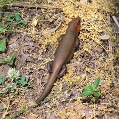 Plestiodon laticeps