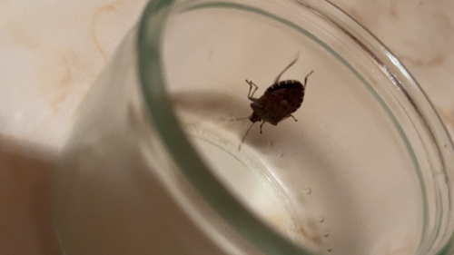 Brown Marmorated Stink Bug