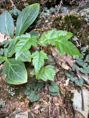 Acer caudatifolium observed 2026-10-04