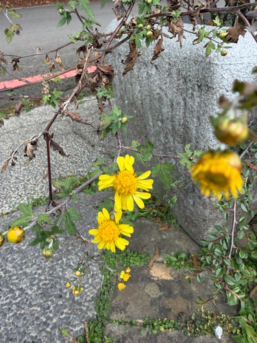 Chrysanthemum arisanense, 2026-10-04