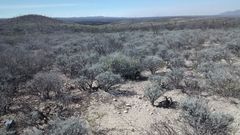 Parthenium argentatum