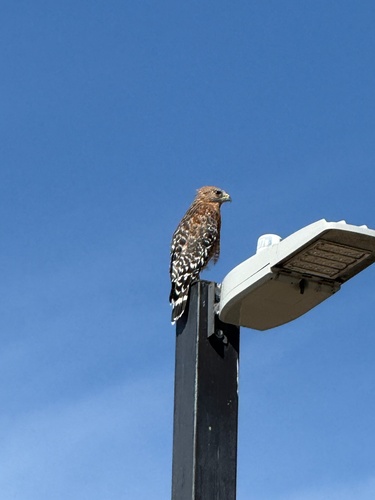 Red-shouldered Hawk