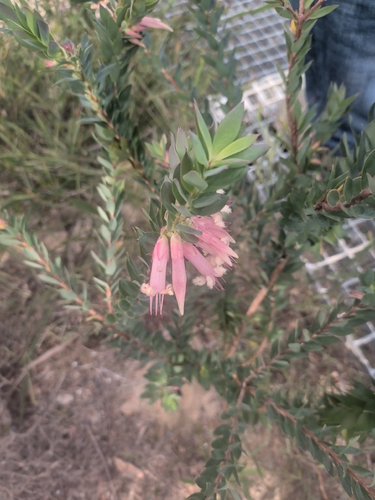 Styphelia triflora observed 2026-10-05