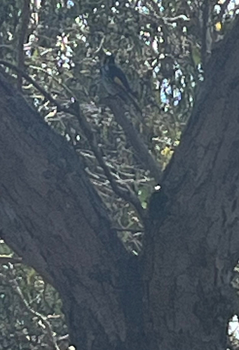 New Holland Honeyeater