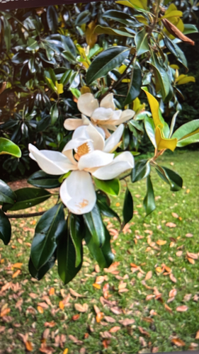 southern magnolia