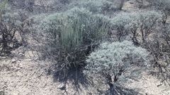 Parthenium argentatum