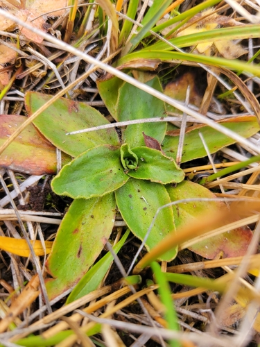 iNaturalist observation photo of Oregon Saxifrage