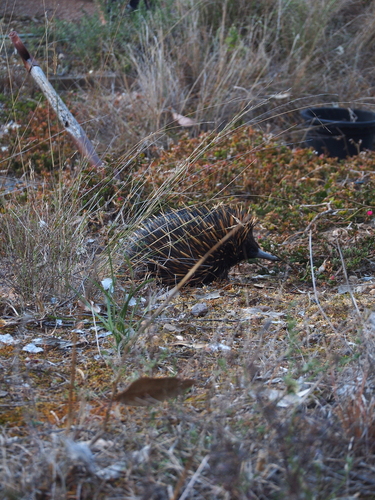 Short-beaked Echidna