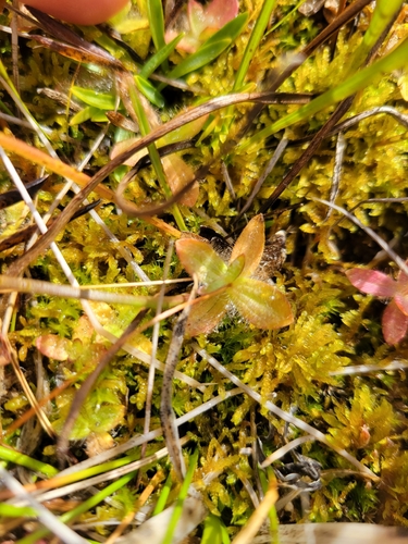 iNaturalist observation photo of primrose monkeyflower