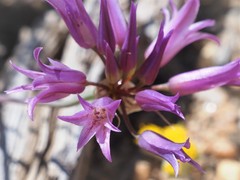 Allium denticulatum
