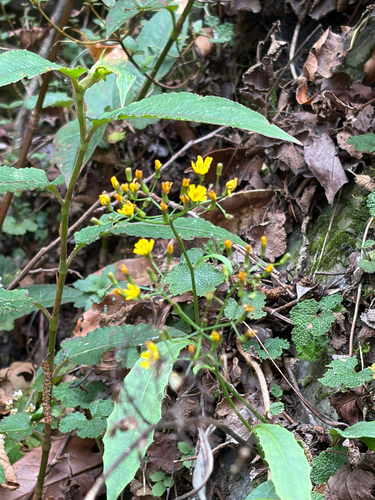 Ixeridium laevigatum observed 2026-10-04