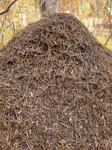 iNaturalist observation photo of Western Thatching Ant