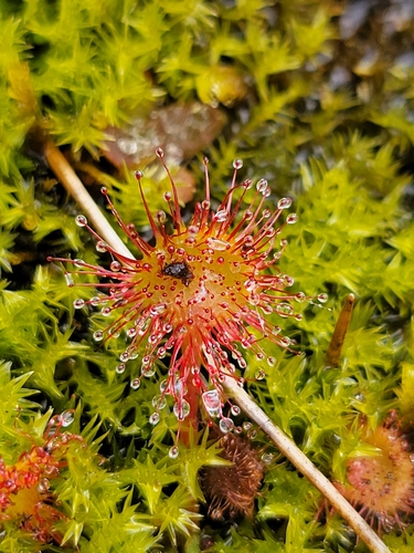 iNaturalist observation photo of round-leaved sundew