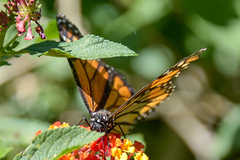 Danaus plexippus
