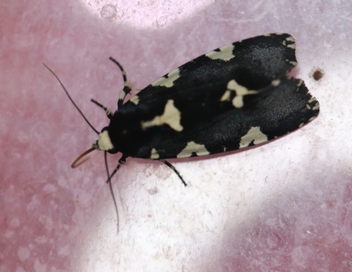 Goenycta niveiguttata