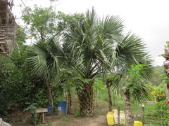 Sabal mauritiiformis
