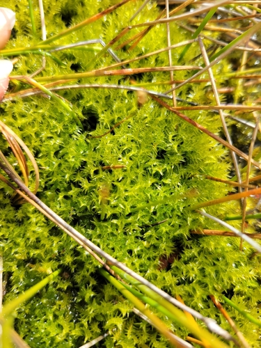 iNaturalist observation photo of Meesia