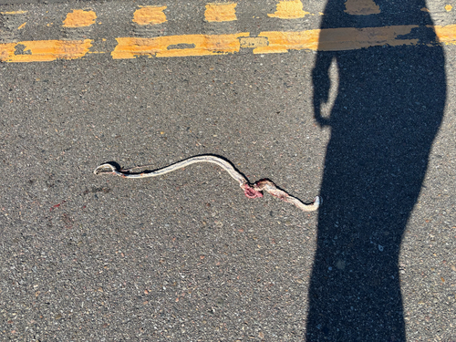 Western Coachwhip
