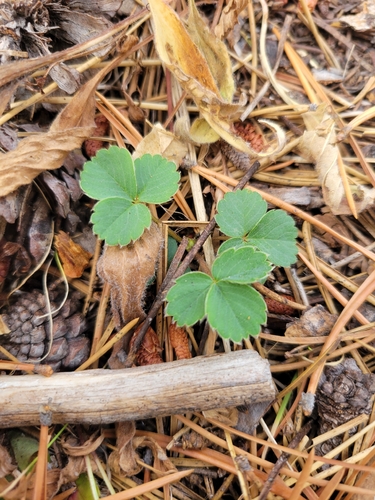 iNaturalist observation photo of Virginia strawberry