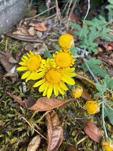 Chrysanthemum arisanense, 2026-10-04