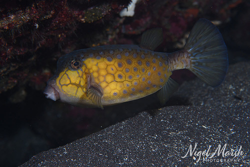 Ostracion immaculatus observed 2026-09-23