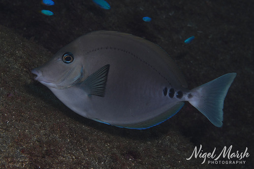 Prionurus scalprum observed 2026-09-23