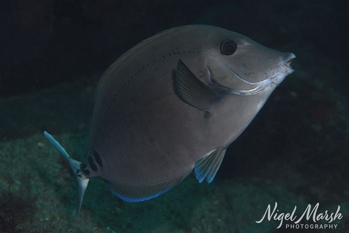 Prionurus scalprum observed 2026-09-23
