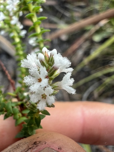 Leucopogon glabellus observed 2026-10-04
