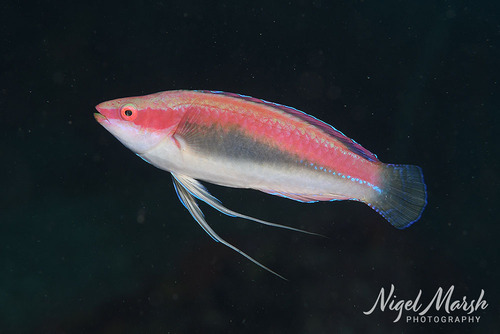 Cirrhilabrus temminckii observed 2026-09-23