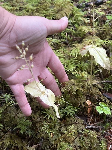 Neottia banksiana observed 2026-10-04
