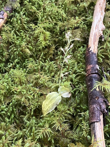 Neottia banksiana observed 2026-10-04