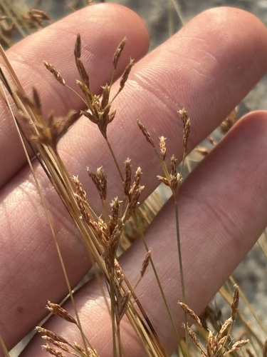 Bulbostylis ciliatifolia observed 2026-10-04