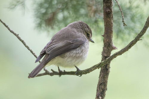 iNaturalist image