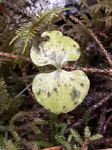Neottia cordata observed 2026-10-04