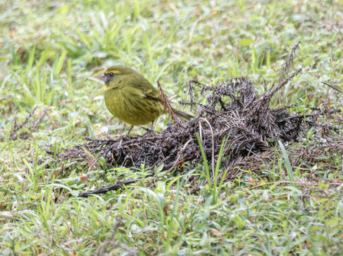 iNaturalist image