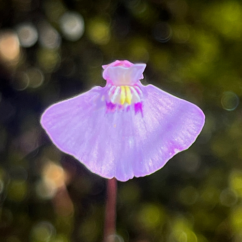 Utricularia dichotoma, 2026-10-05