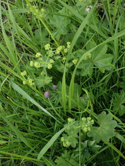 Alchemilla conglobata