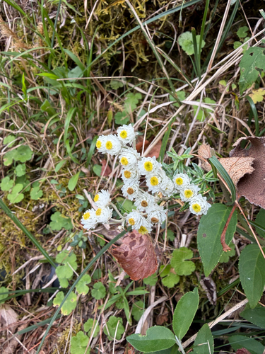 Anaphalis morrisonicola observed 2026-10-04