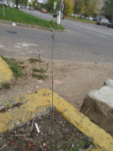 Poa palustris, 2026-10-04