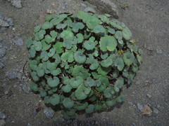 Pozoa coriacea
