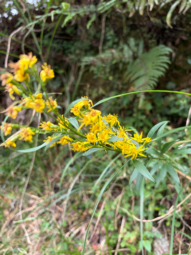 Solidago decurrens observed 2026-10-04